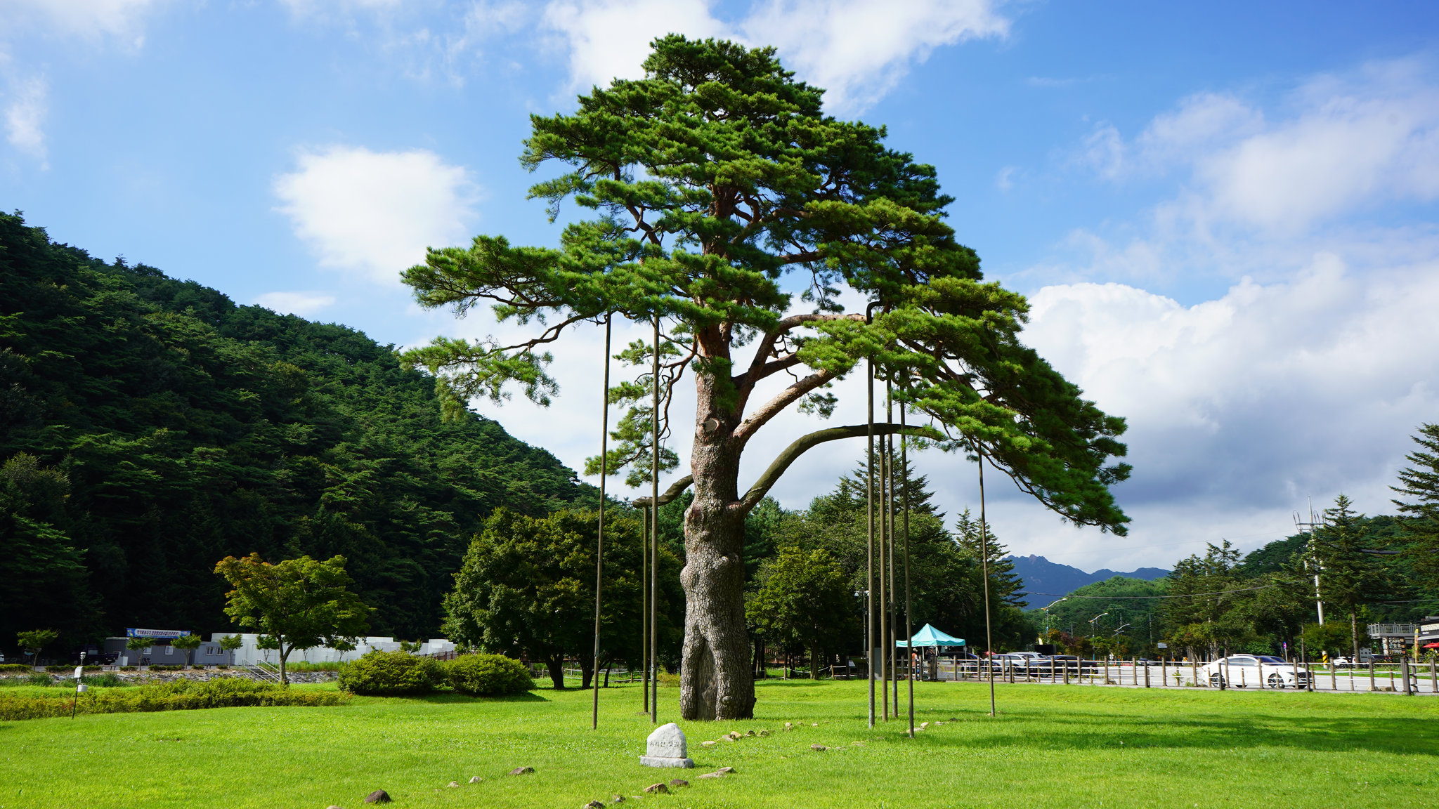 Meeting the Jeongipumsong Pine