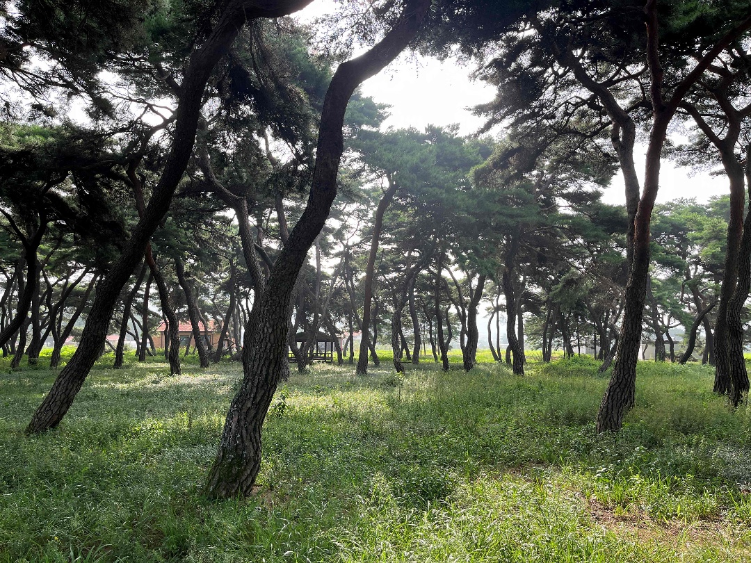 보청천 벚꽃길